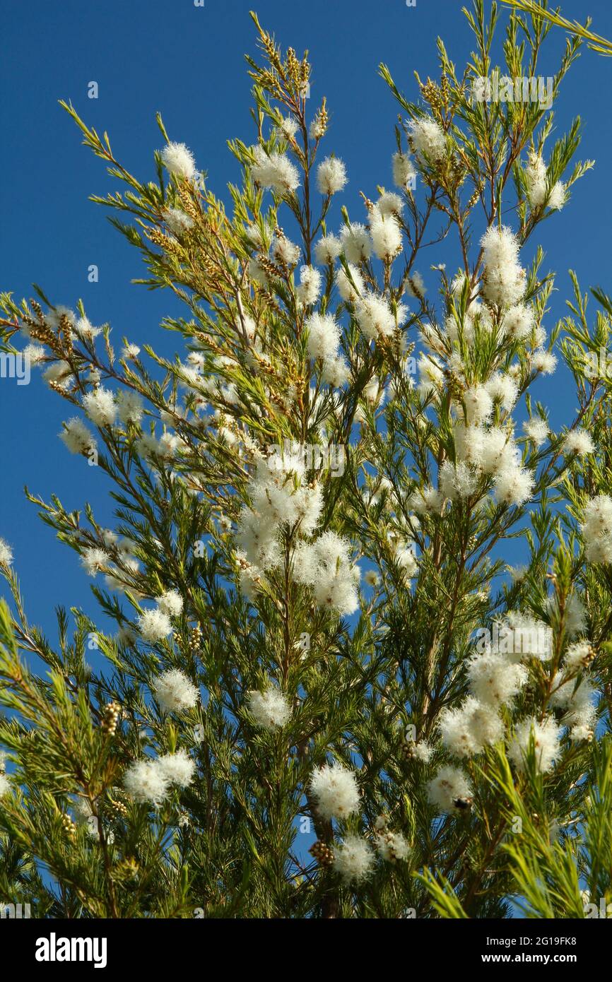 Teebaum. Melaleuca alternifolia. Stockfoto