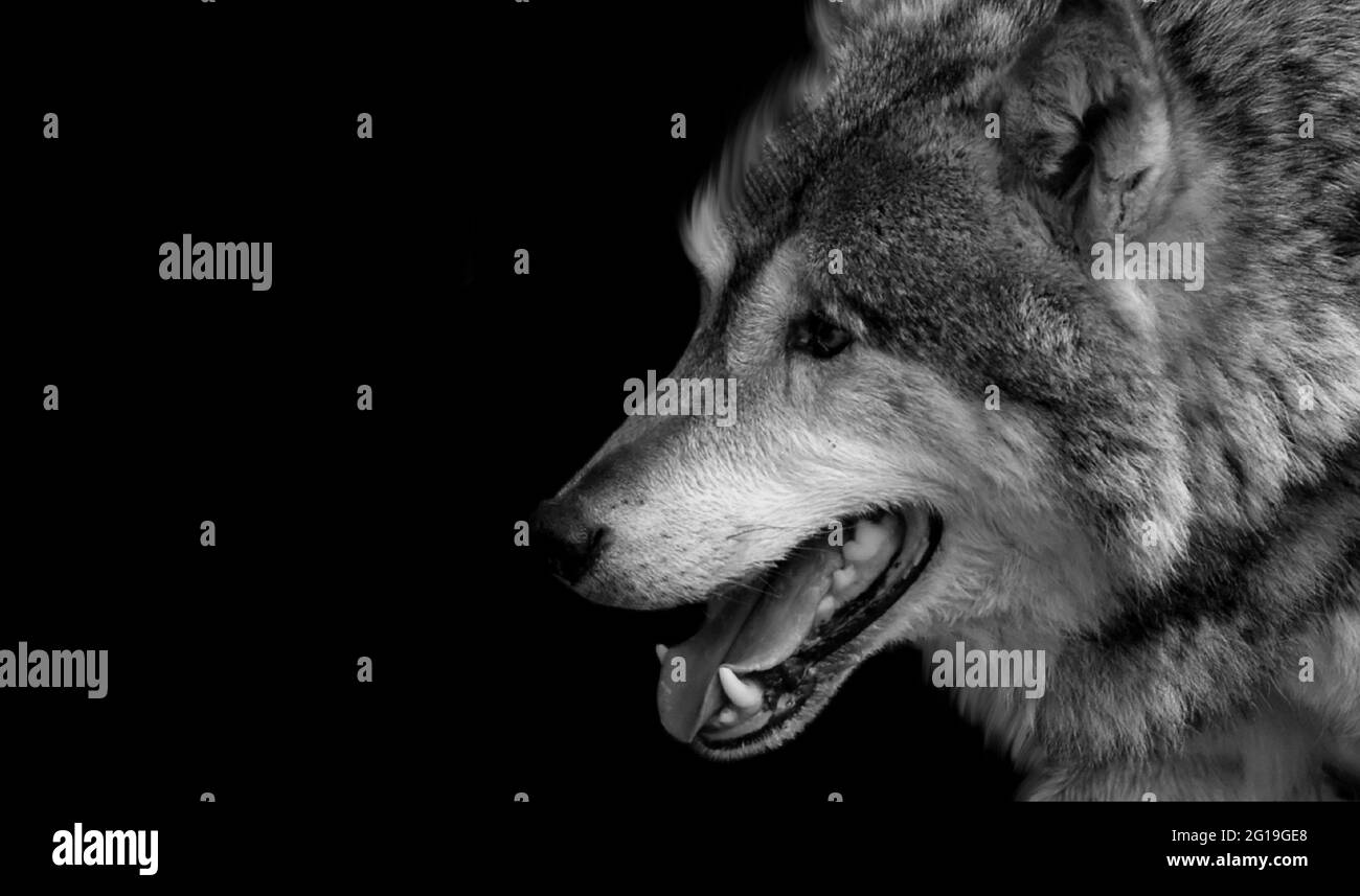 Schwarz-Weiß Eurasischer Wolf Auf Dem Schwarzen Hintergrund Stockfoto