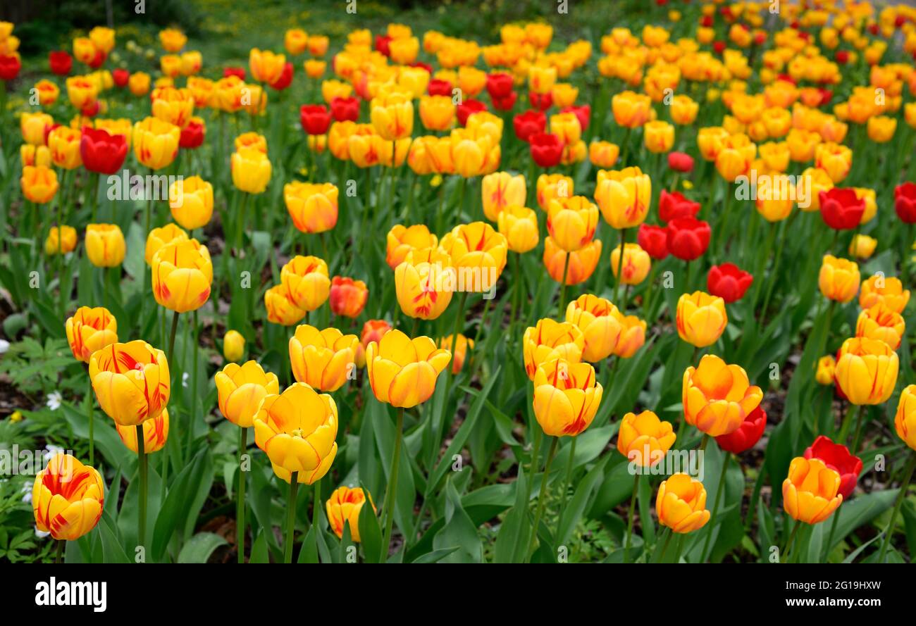Feld von schönen gelb und rot blühenden Tulpen Stockfoto
