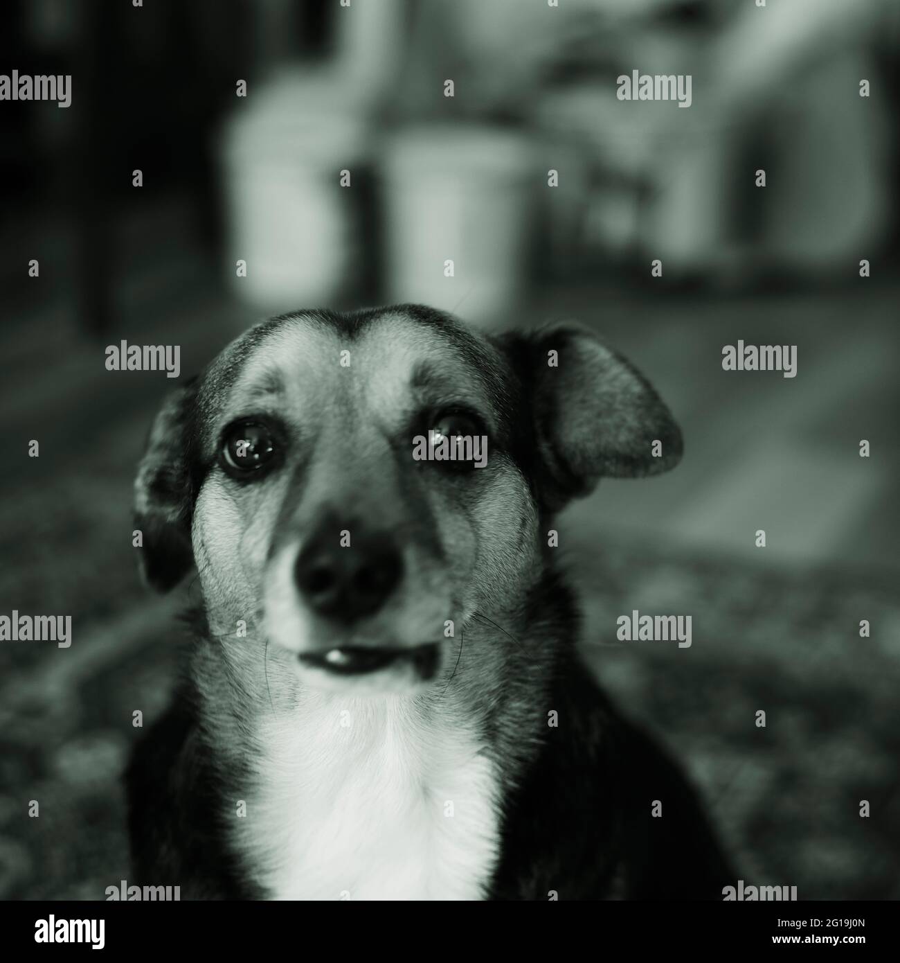 Monochrome getönte fotografische Porträt von traurigen Mongrel Hund Stockfoto