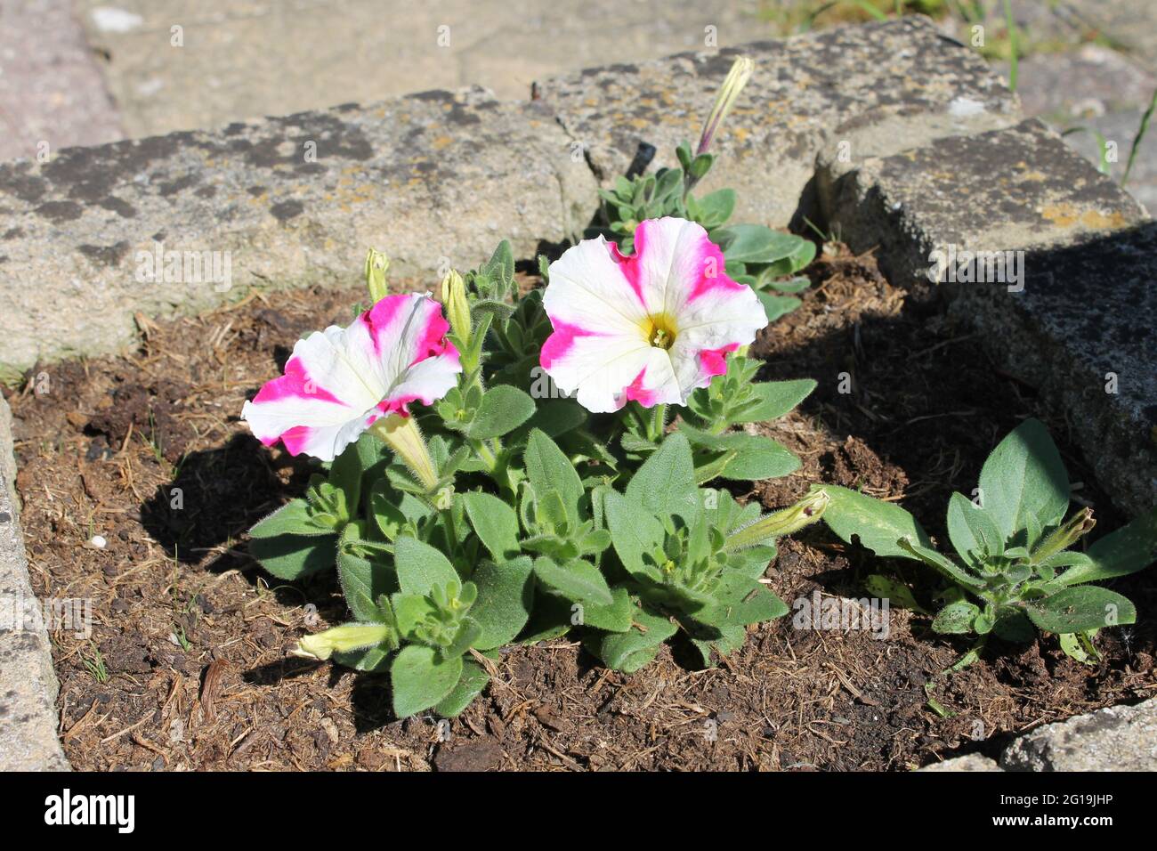 Gestreifte Petunias in Pink und Weiß Stockfoto
