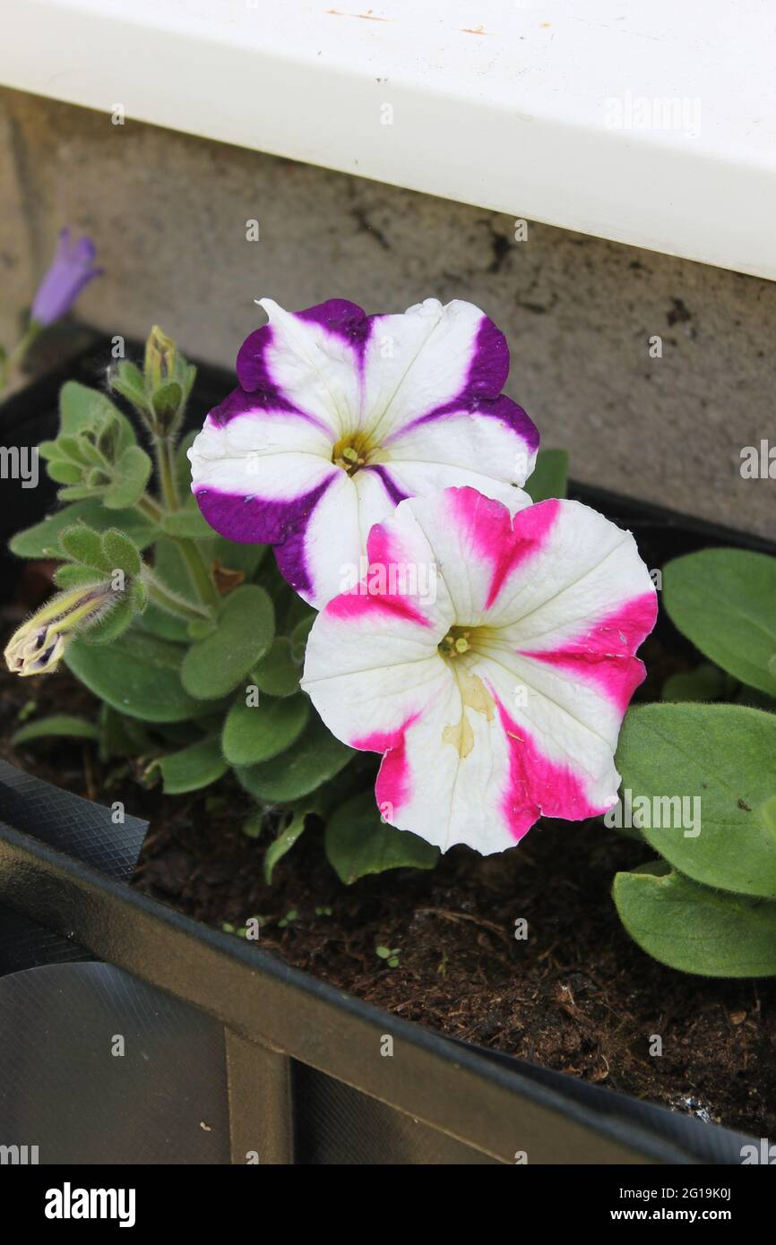 Gestreifte Petunias in Pink und Weiß Stockfoto