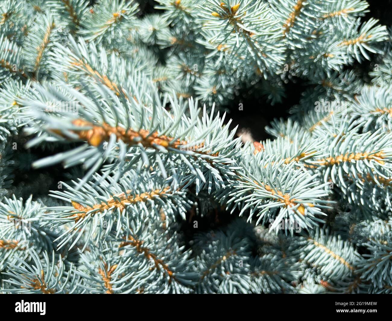 Hintergrund eine Textur pelzige Fichte Zweige für eine Weihnachtskarte Stockfoto