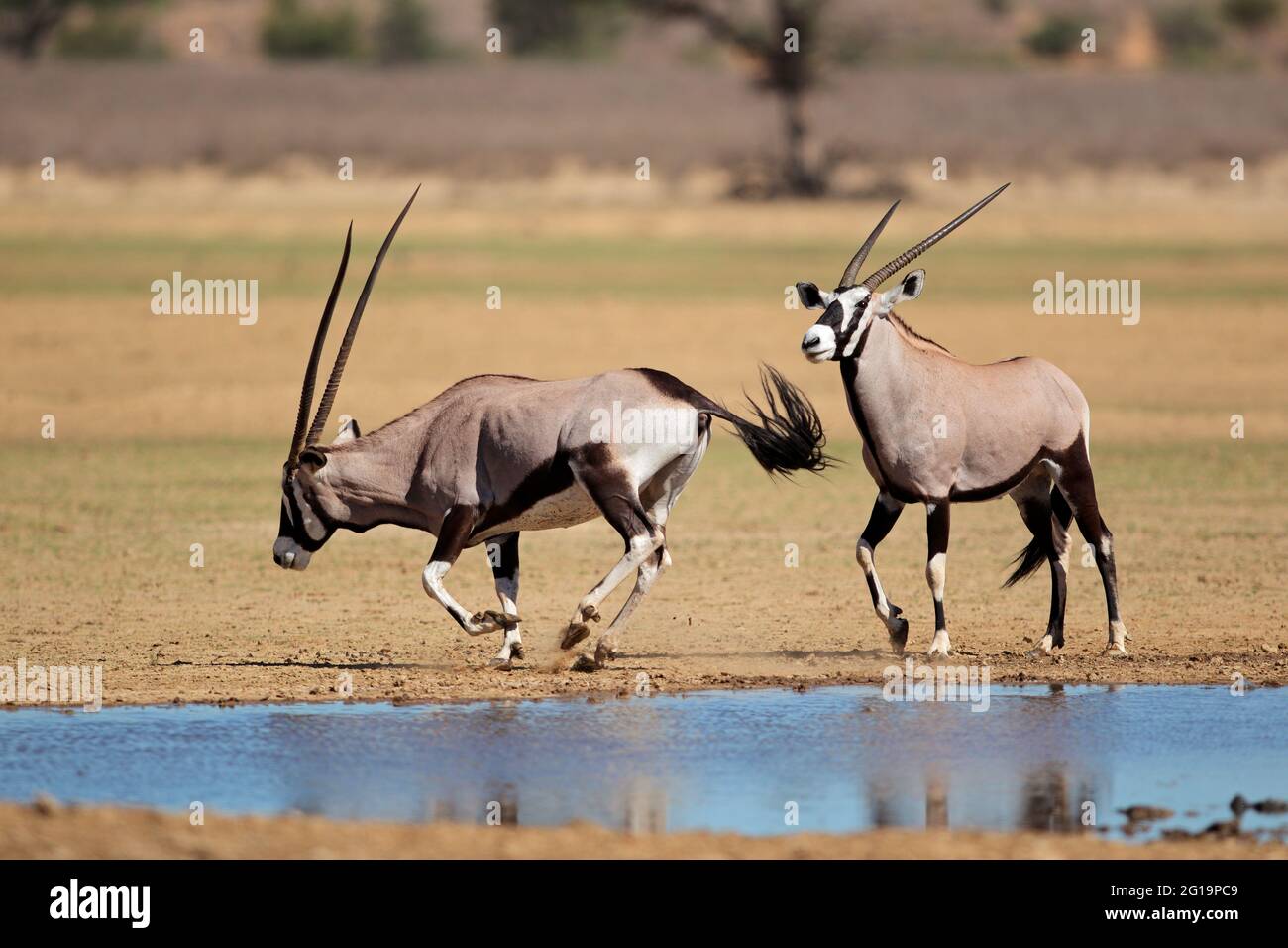 Oryx-Antilopen (Oryx Gazella) an einer Wasserstelle, Kalahari-Wüste, Südafrika Stockfoto
