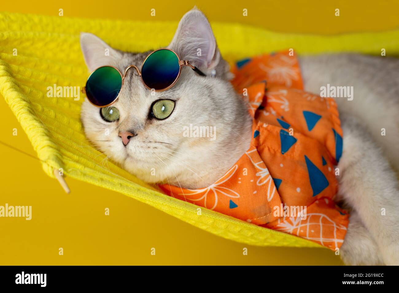 Eine weiße Katze mit Sonnenbrille auf der Stirn und ein Hemd liegen auf einer Hängematte, isoliert auf einem gelben Hintergrund. Stockfoto