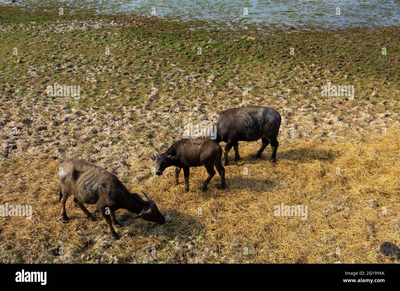 Büffel in einem trockenen, schlammigen Ackerland bedecken in einem landwirtschaftlichen Feld in Südostasien etwas Heu. Stockfoto
