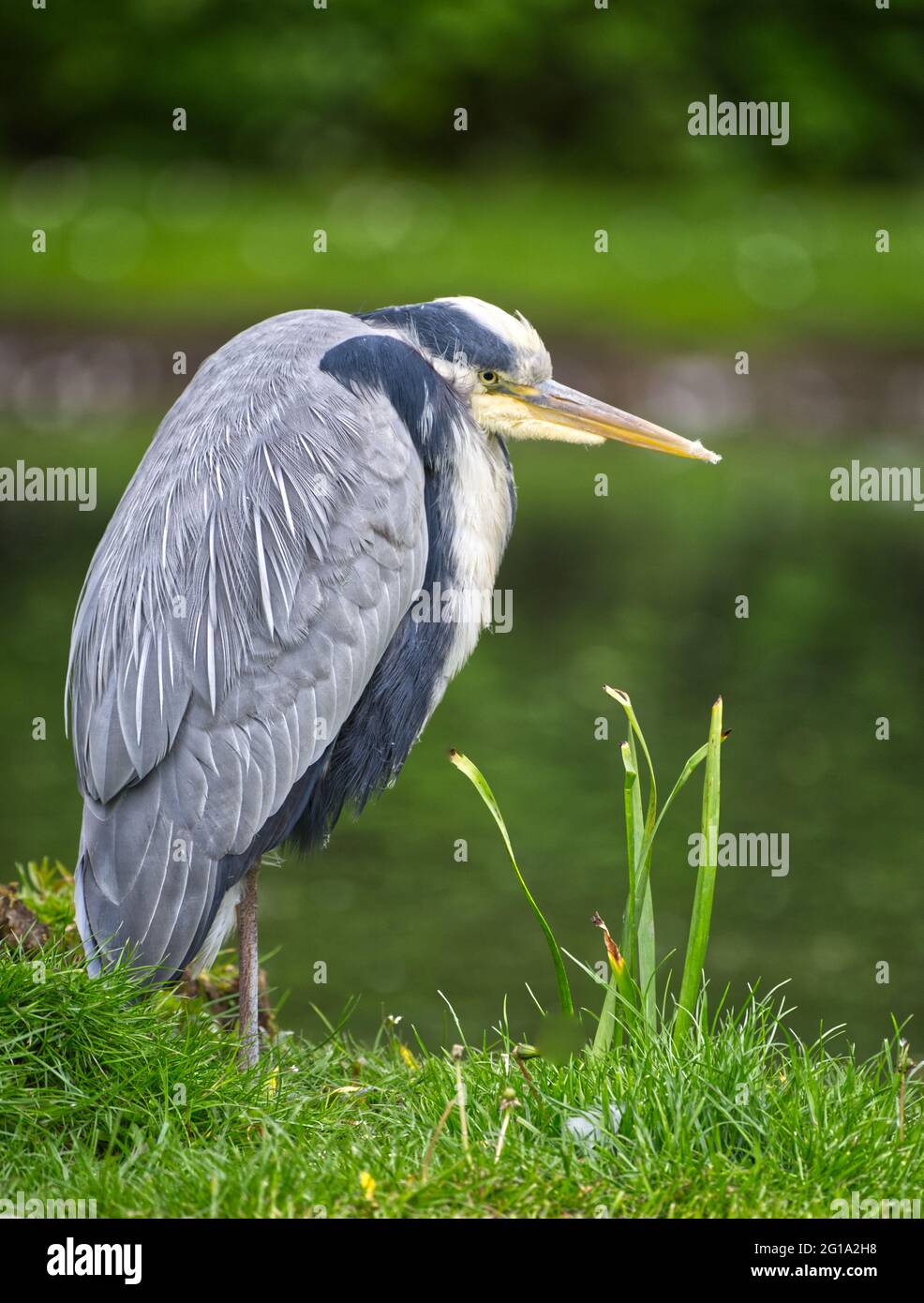Graureiher Stockfoto