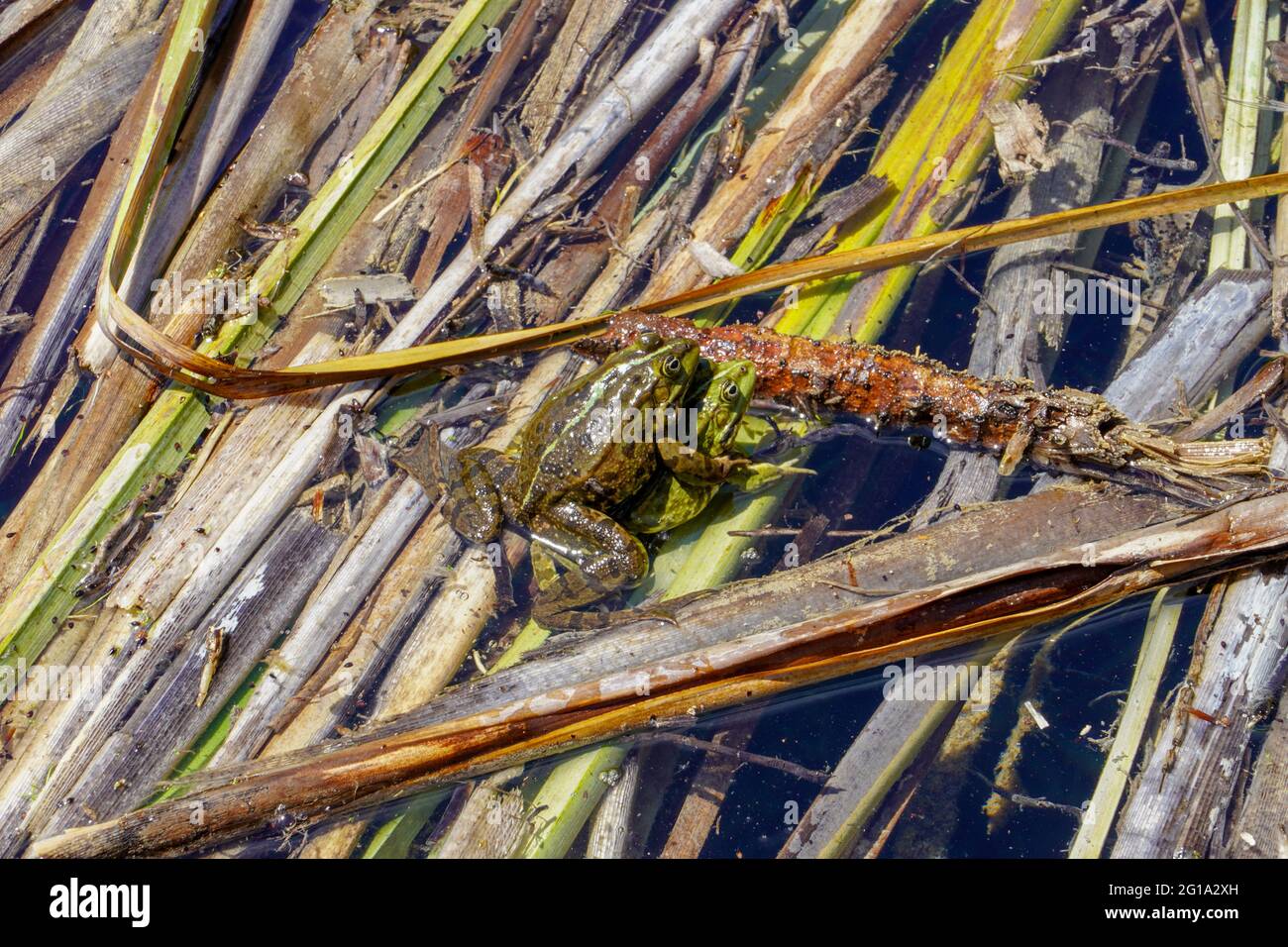 Ein Frosch sitzt auf einem anderen. Natürlicher Lebensraum. Anfang Frühling in einem gepflegten Garten. Stockfoto