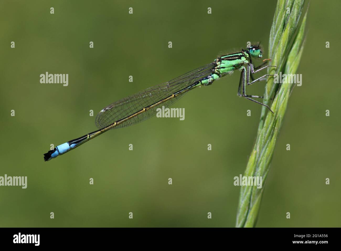 Blauschwänzige Damselfliege Ischnura elegans - unreifer Rüde Stockfoto