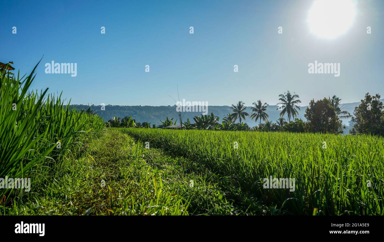 Blick auf Reisfelder in der Landschaft am Morgen Stockfoto