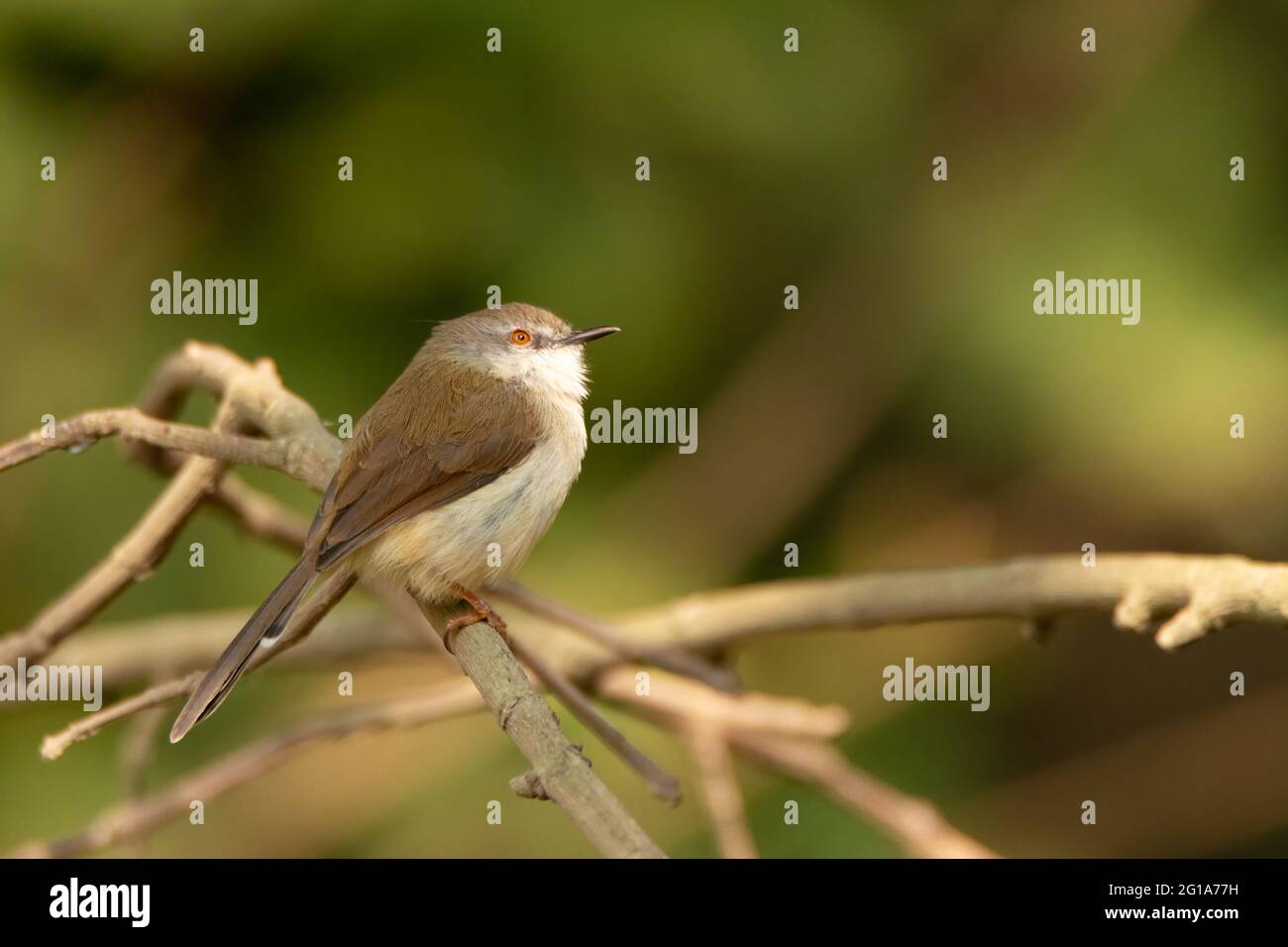 Eine flache Prinia (Prinia inornata), auch Wren-Waldsänger genannt, ist ein kleiner, insektenfressender Singvögel. Stockfoto