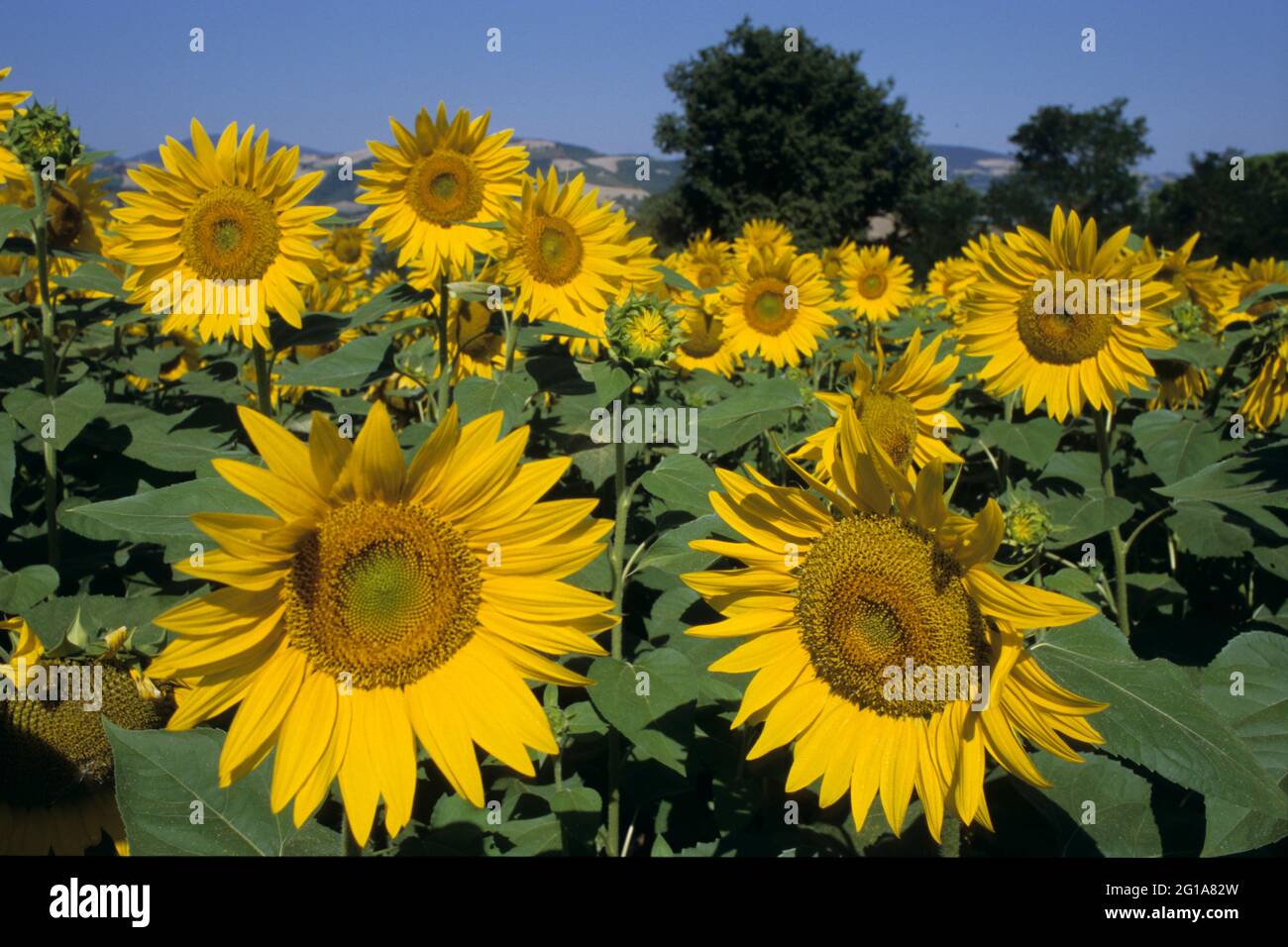 Sonnenblumen, Italien, Marche Stockfoto