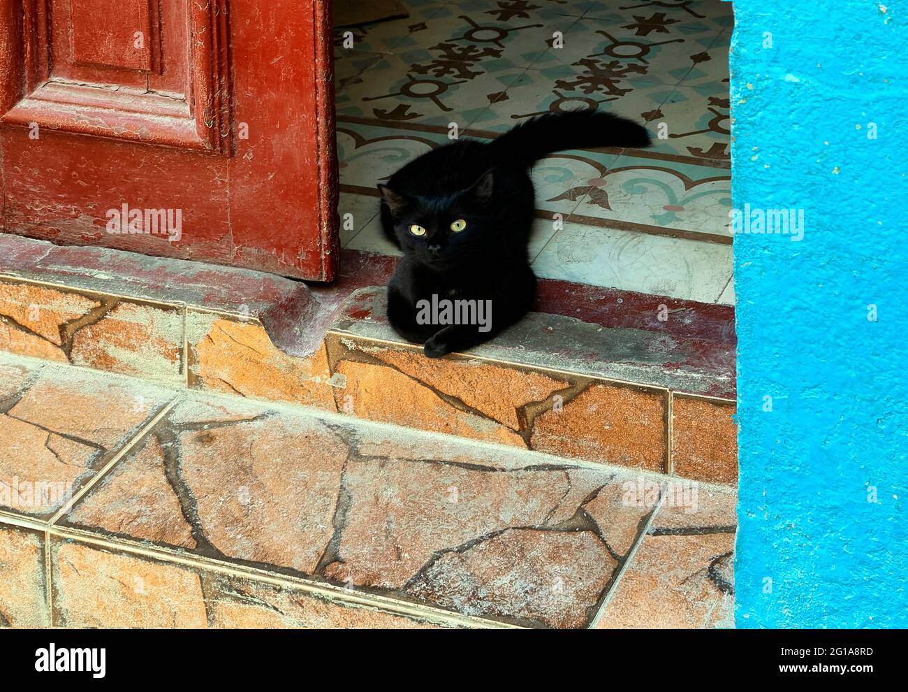 Schwarzes Kätzchen im Eingangsbereich eines Hauses im alten Havanna, Kuba Stockfoto
