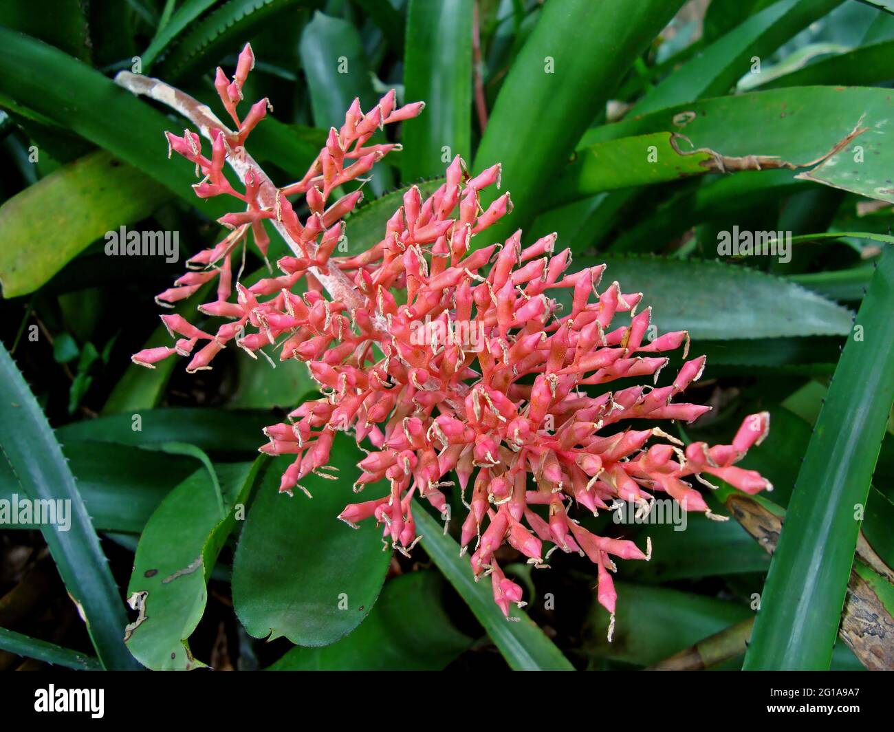 Bromelien-Blütenstand im tropischen Garten Stockfoto