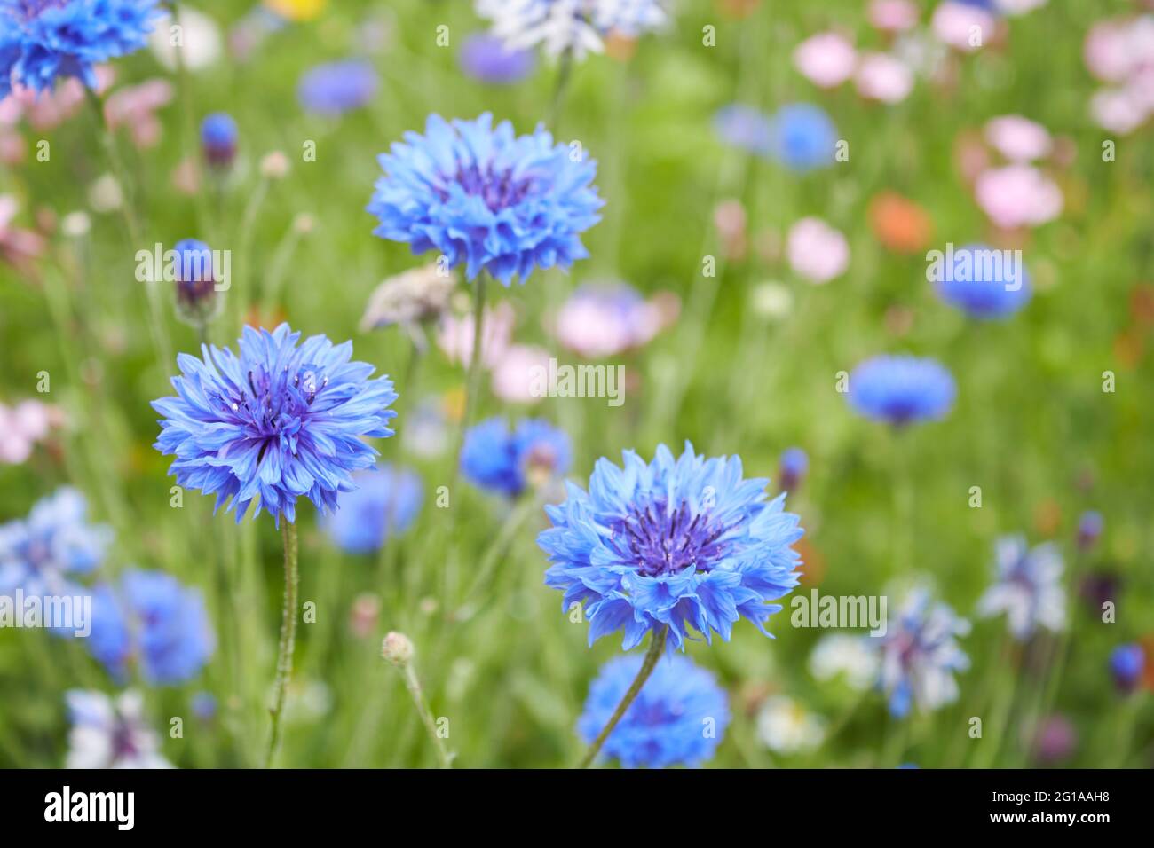 Centaurea Cyanus Blume aus nächster Nähe Stockfoto