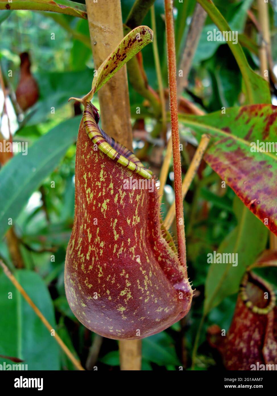 Nepenthes, fleischfressende Pflanze, Insektenfressende Pflanze Stockfoto