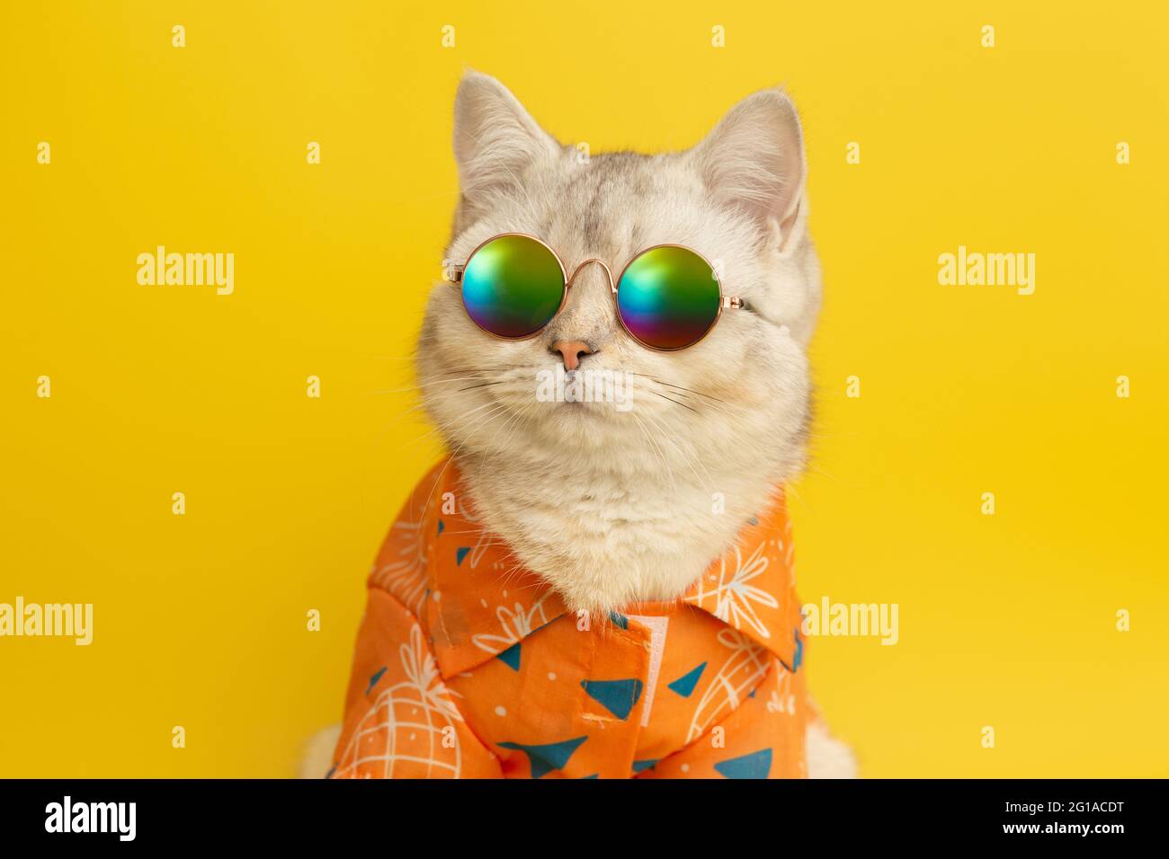 Weiße britische Katzen tragen im Concept Summer Sonnenschutz und Hemd auf gelbem Hintergrund. Stockfoto