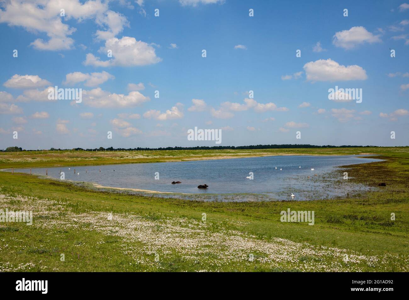 Wasserbüffel im Naturschutzgebiet Bislicher Insel am Niederrhein bei Xanten, Auenlandschaft, Nordrhein-Westfalen, Deutschland. Wasserbue Stockfoto