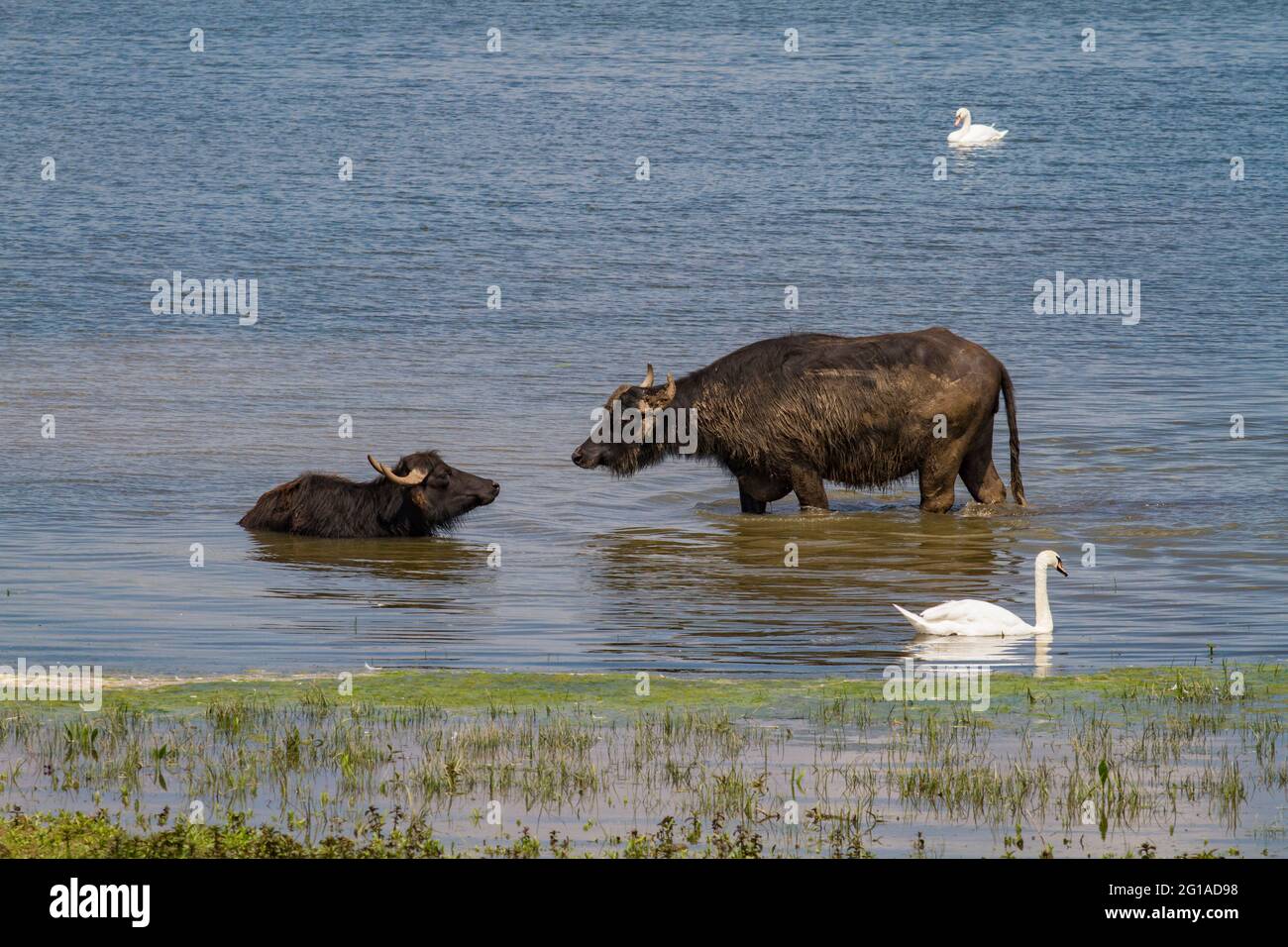 Wasserbüffel im Naturschutzgebiet Bislicher Insel am Niederrhein bei Xanten, Auenlandschaft, Nordrhein-Westfalen, Deutschland. Wasserbue Stockfoto