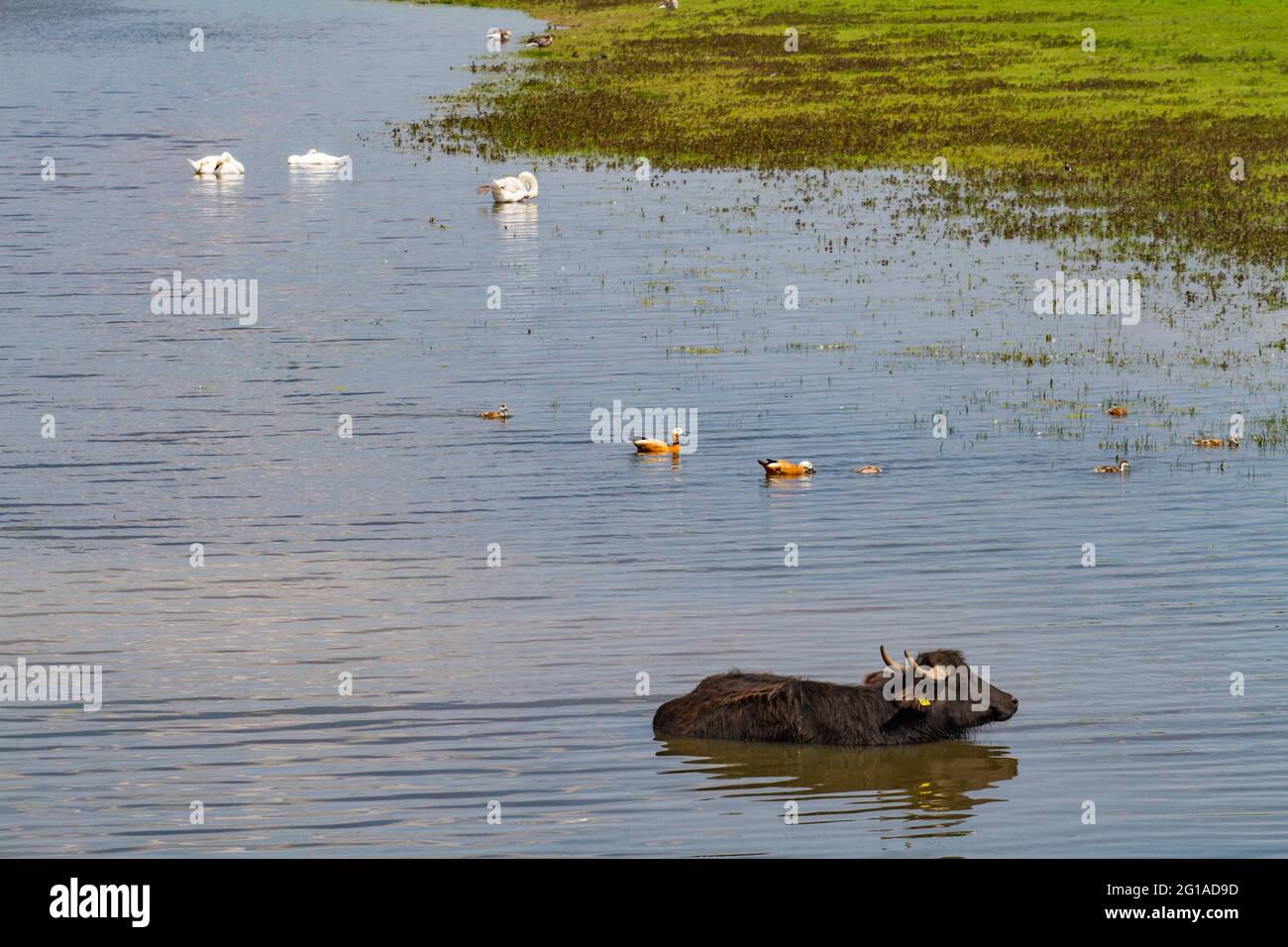 Wasserbüffel im Naturschutzgebiet Bislicher Insel am Niederrhein bei Xanten, Auenlandschaft, Nordrhein-Westfalen, Deutschland. Wasserbüf Stockfoto