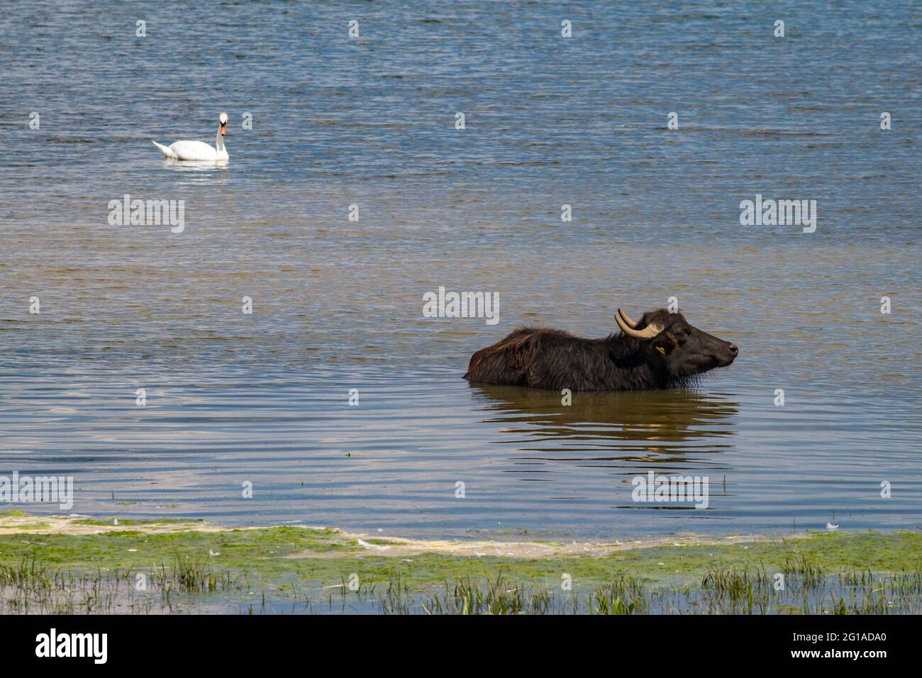 Wasserbüffel im Naturschutzgebiet Bislicher Insel am Niederrhein bei Xanten, Auenlandschaft, Nordrhein-Westfalen, Deutschland. Wasserbüf Stockfoto