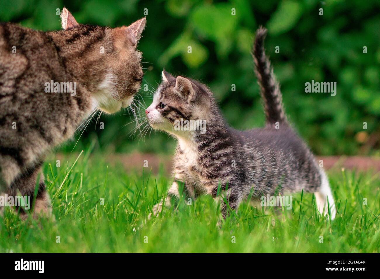 Kleines Kätzchen in grünem Gras, das Mutter Cat anschaut. Europäische Kurzhaarkatzen. Mutter und Tochter. Stockfoto