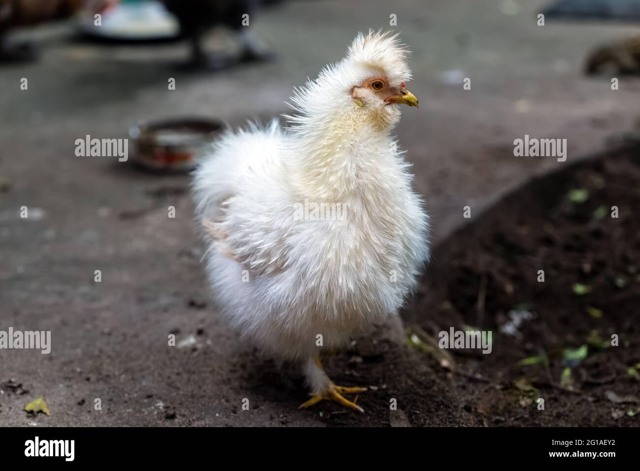 Weißes, seidiges Hühnchen in ländlicher Umgebung. Stockfoto