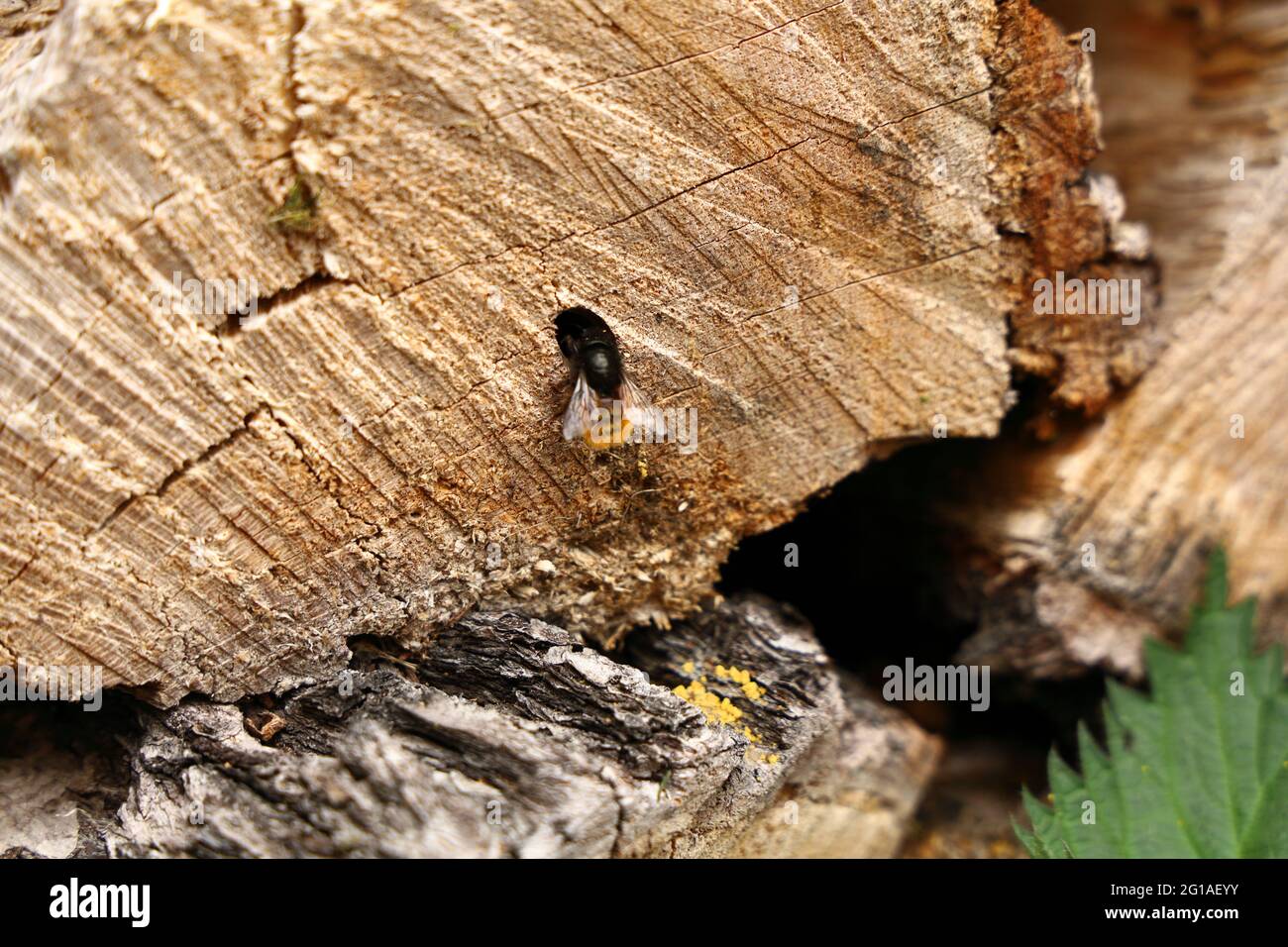 Bumble Bee in Wood Log Stockfoto