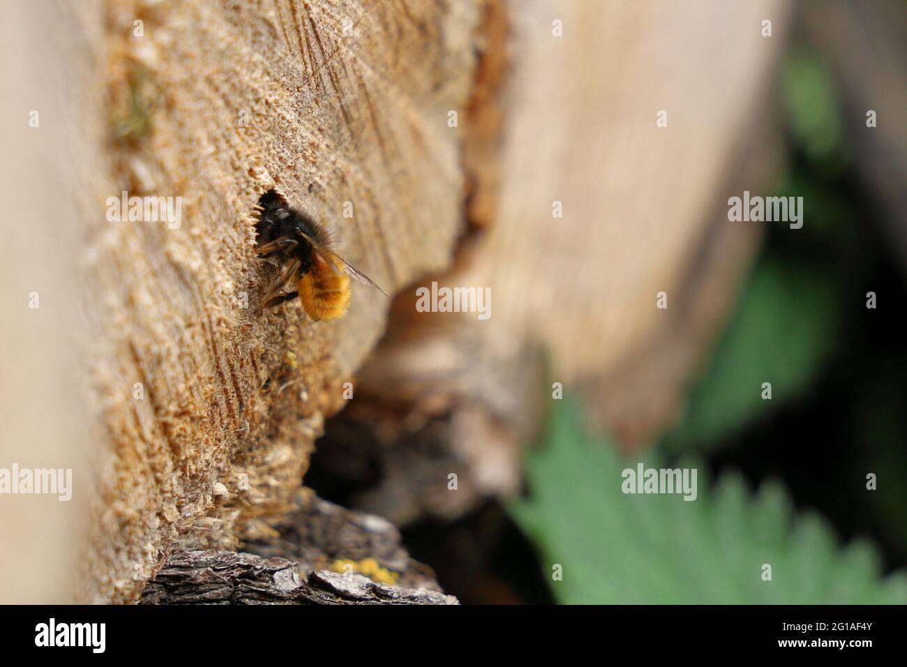 Bumble Bee in Wood Log Stockfoto