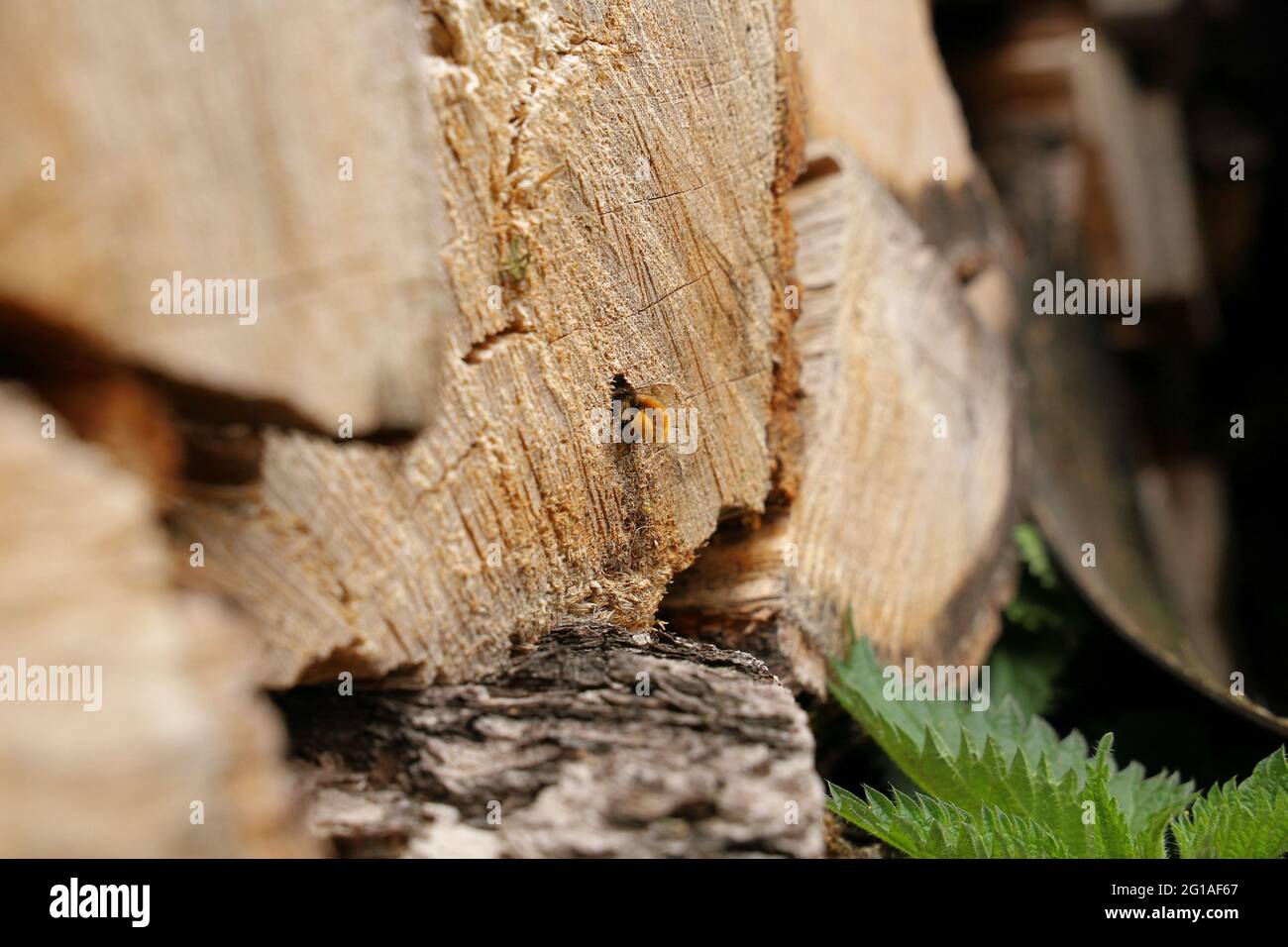 Bumble Bee in Wood Log Stockfoto