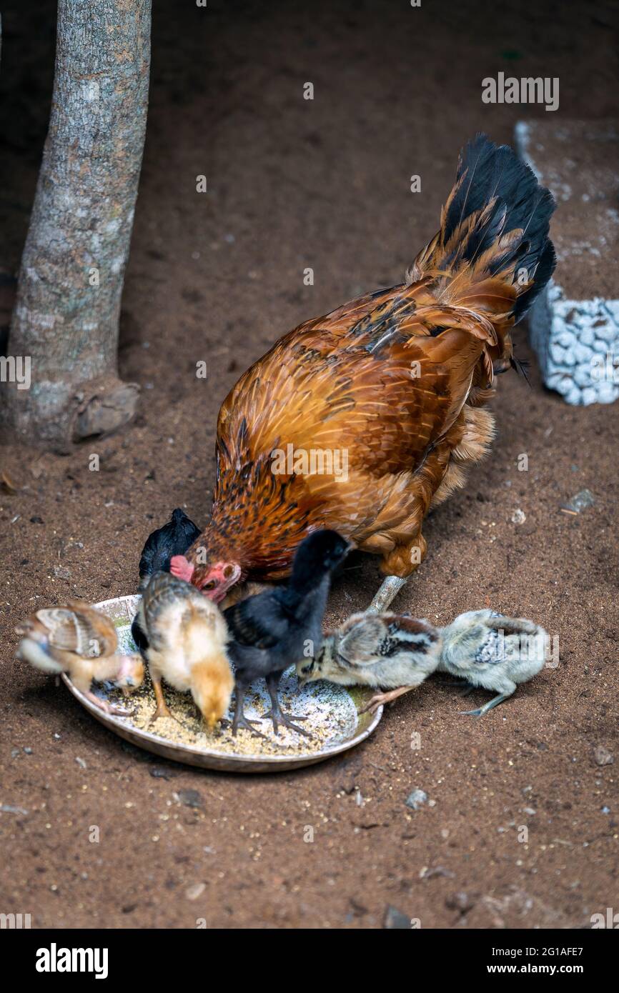 Mutter Henne mit Baby Küken Fütterung im ländlichen Hof. Stockfoto