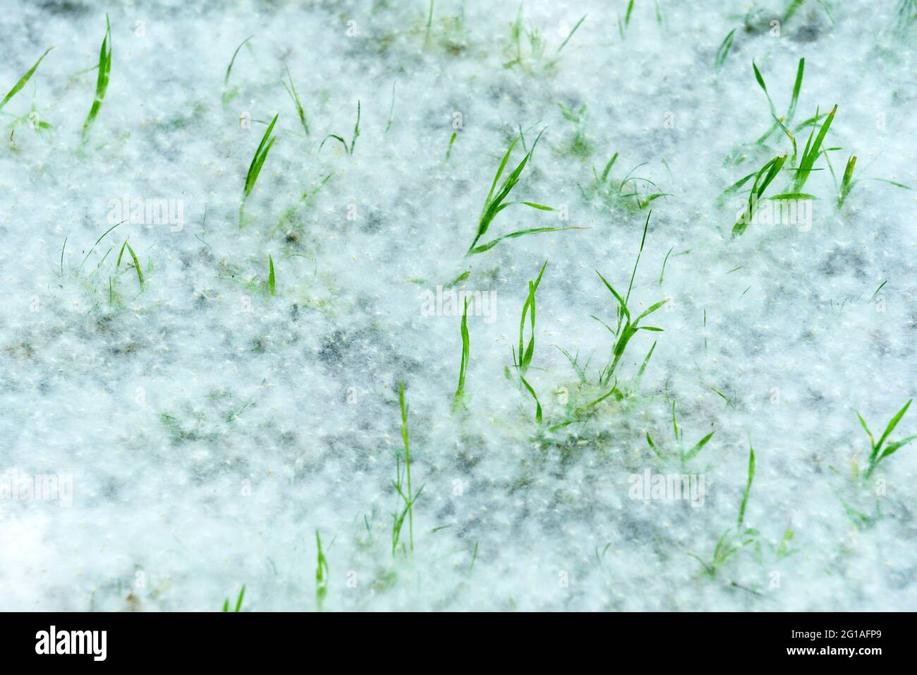 Pappelflaum auf dem Gras, Beginn der Allergiesaison. Hintergrund, selektiver Fokus Stockfoto