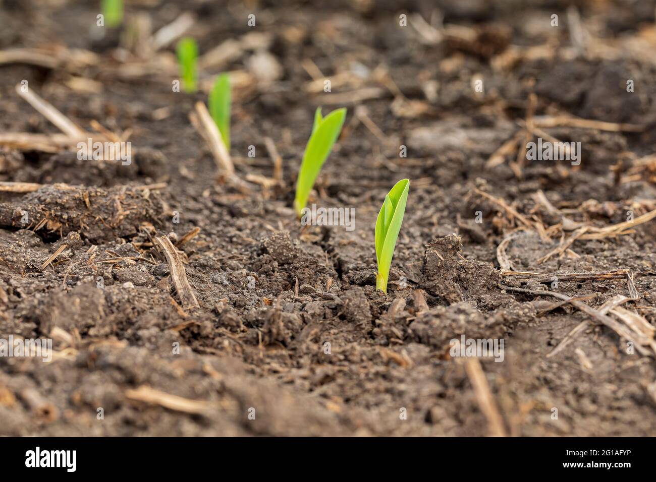 Maispflanze, die aus dem Boden auftaucht. VE-Wachstumsphase. Konzept der Landwirtschaft, Landwirtschaft und Pflanzsaison Stockfoto