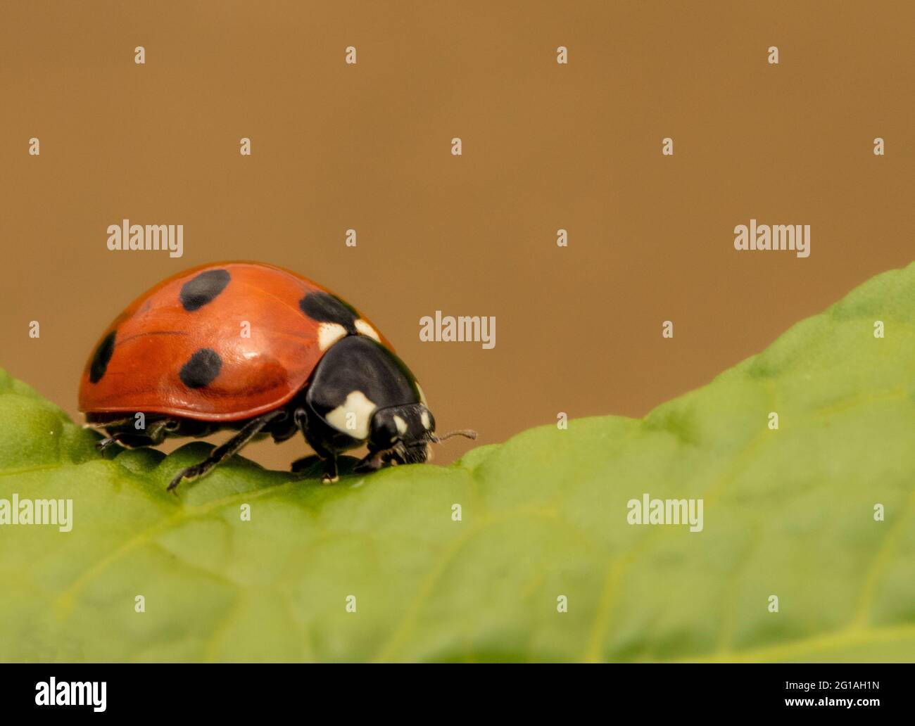 Lady Bug, Marienkäfer, Coccinellidae, auf einem Blatt sitzend, Britisch Stockfoto