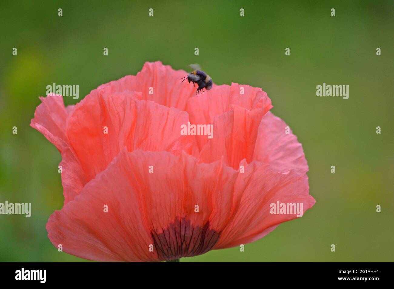 Orientalischer Mohn, Papaver orientale, besucht von einer Biene Stockfoto