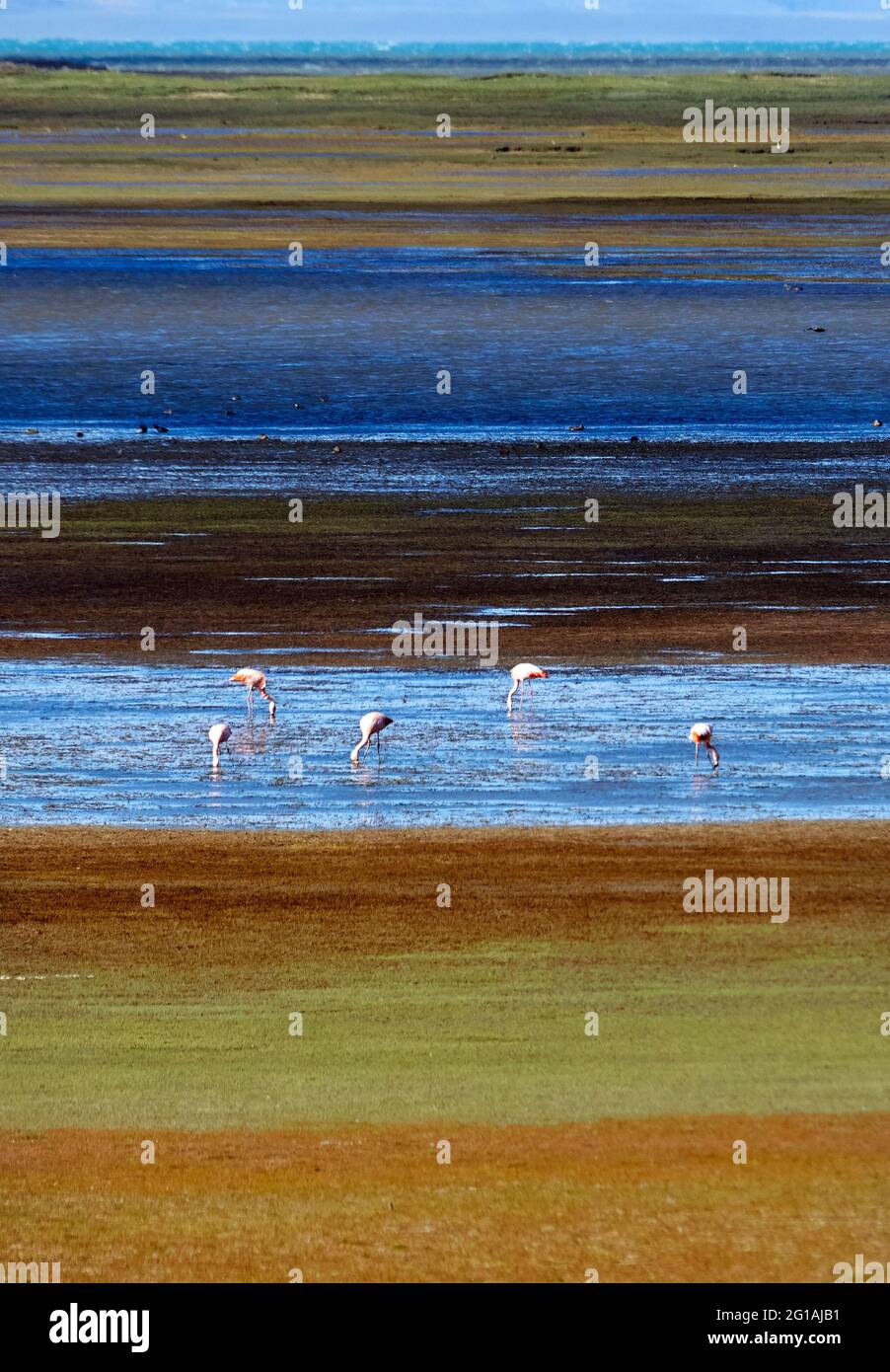 Flamingos in der Nähe von El Chalten, Santa Cruz, Argentinien. Stockfoto