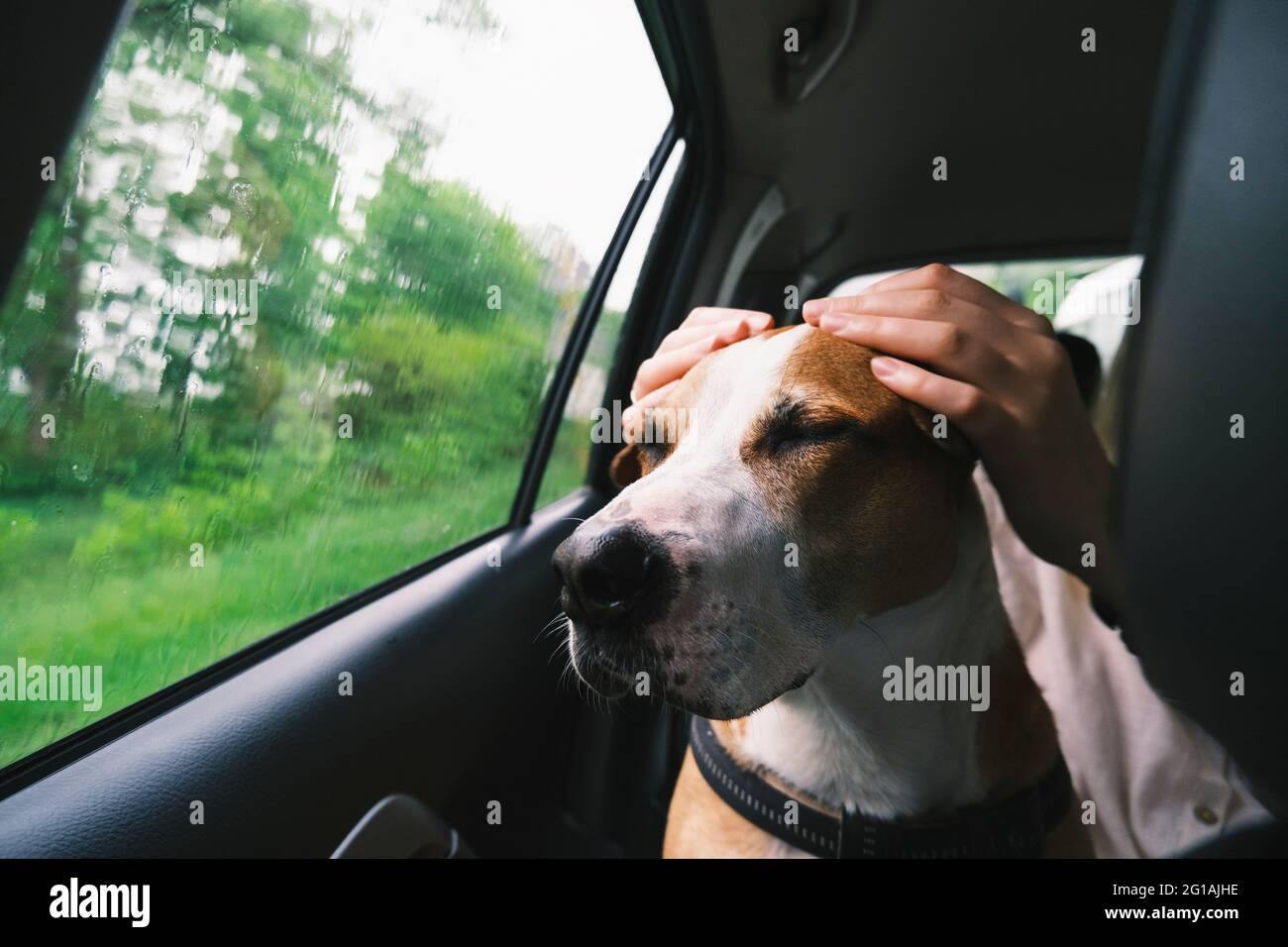 Hund im Auto mit verdeckten Ohren und geschlossenen Augen, stressiges Autofahrkonzept Stockfoto