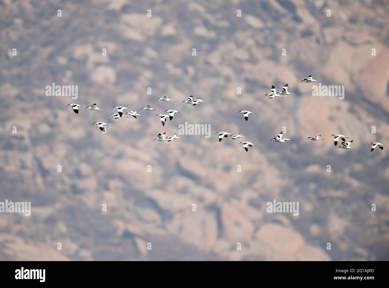 Das Bild der Ried-Avocet (Recurvirostra avosetta) Herde in Bera, Rajasthan, Indien, Asien Stockfoto