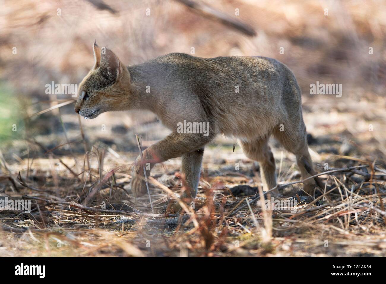 Das Bild der Dschungelkatze (Felis chaus) im Velavadar-Nationalpark, Gujarat, Indien, Asien Stockfoto