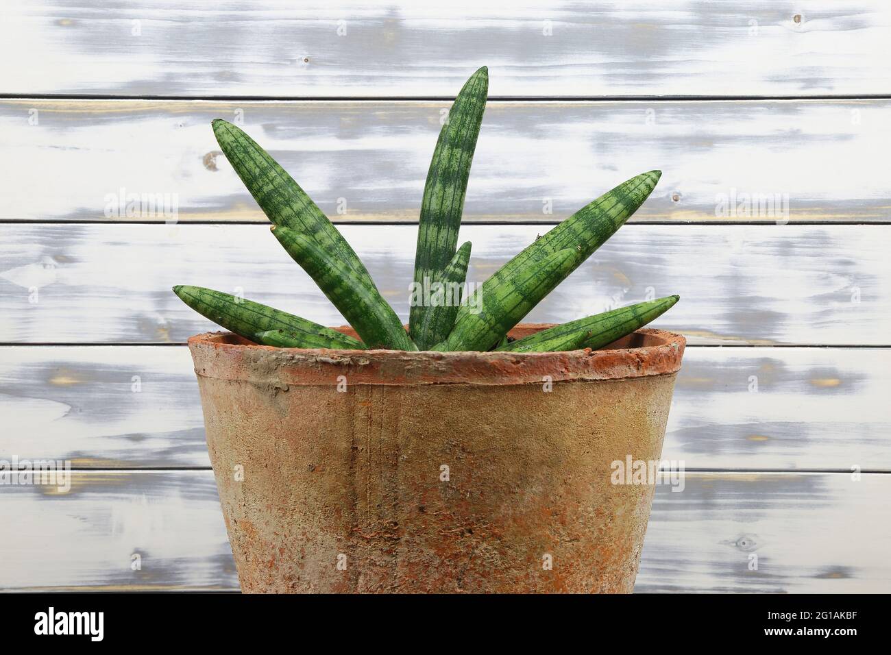 Nahaufnahme einer saftigen xerophytischen Pflanze mit grünen cylyndrischen Blättern (dracaena sanseviera eilensis) in einem Terrakotta-Blumentopf im Innenbereich, weiße Holzplanken Stockfoto