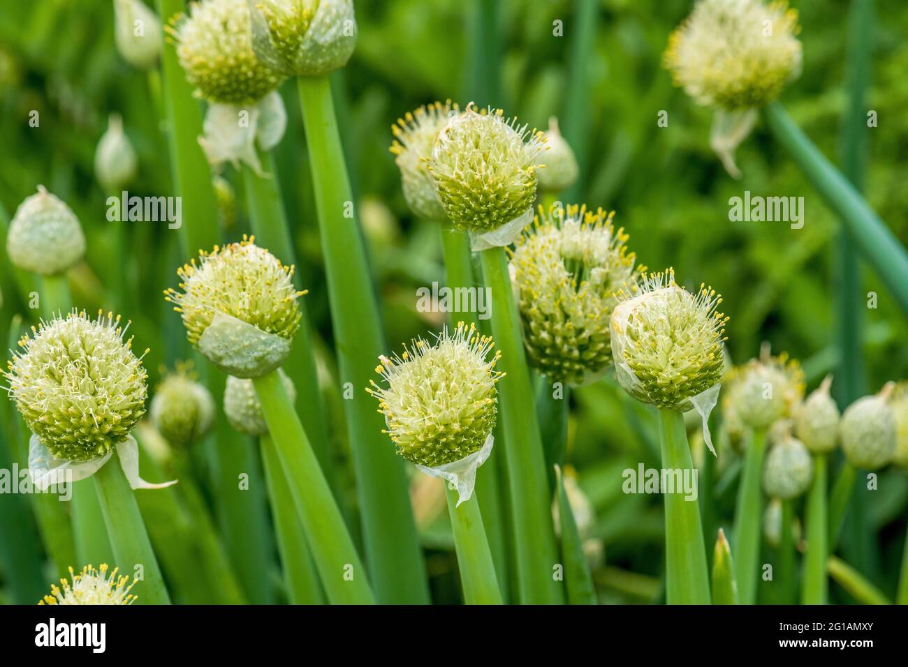 WINTERZWIEBELN blüht heftig in großen Blütenständen, Allium fistulosum, Zwiebelhäppchen Stockfoto