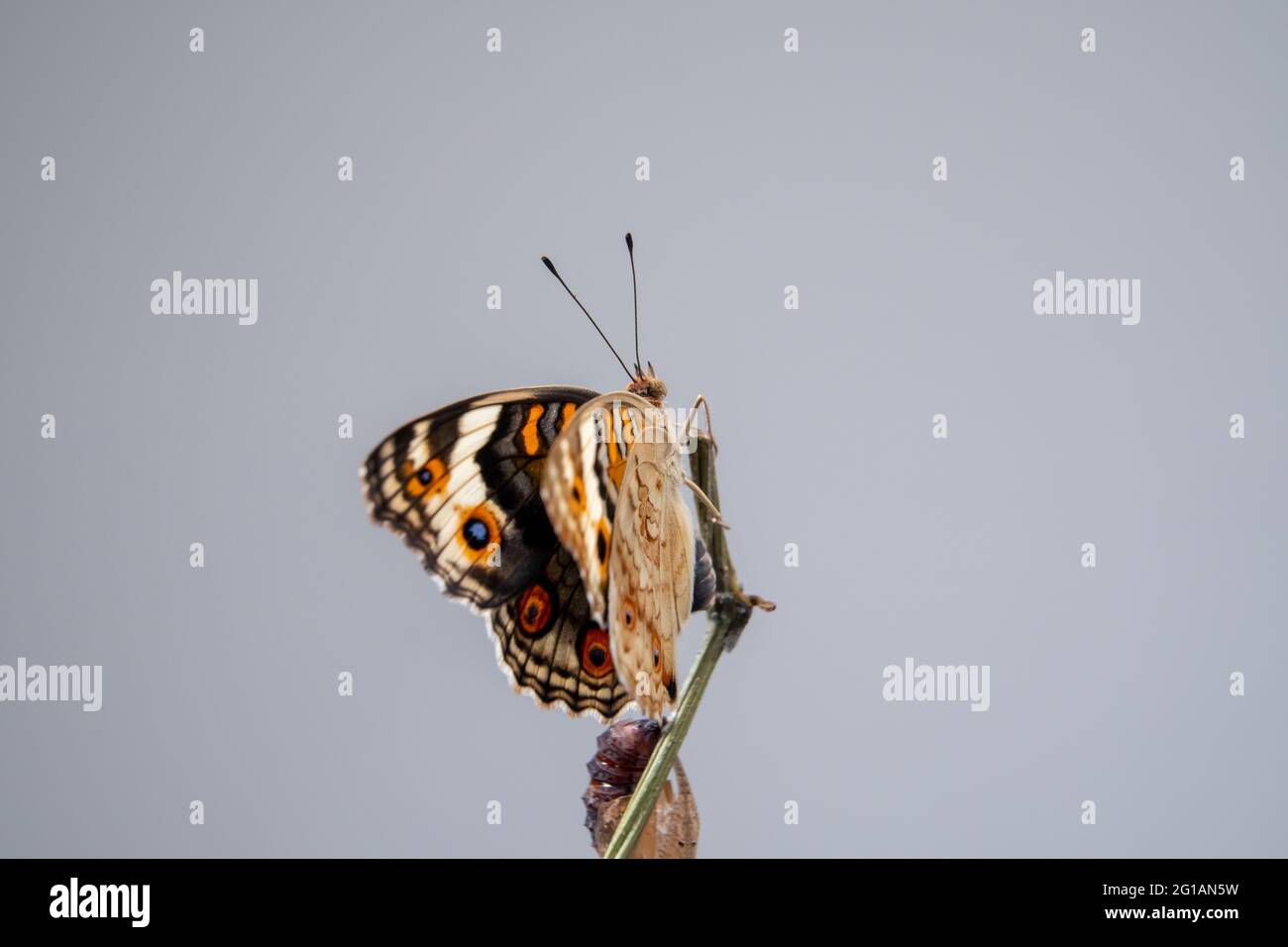 Nahaufnahme eines Schmetterlings (Blauer Stiefmütterchen) an einem Ast, nachdem er aus der Chrysalis oder Puppe hervorgegangen ist. Makrofotografie. Stockfoto