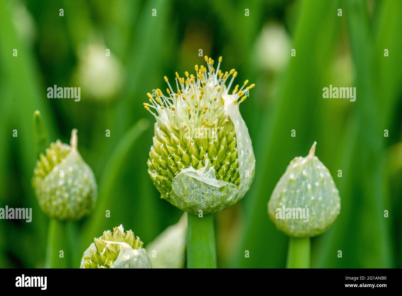WINTERZWIEBELN blüht heftig in großen Blütenständen, Allium fistulosum, Zwiebelhäppchen Stockfoto