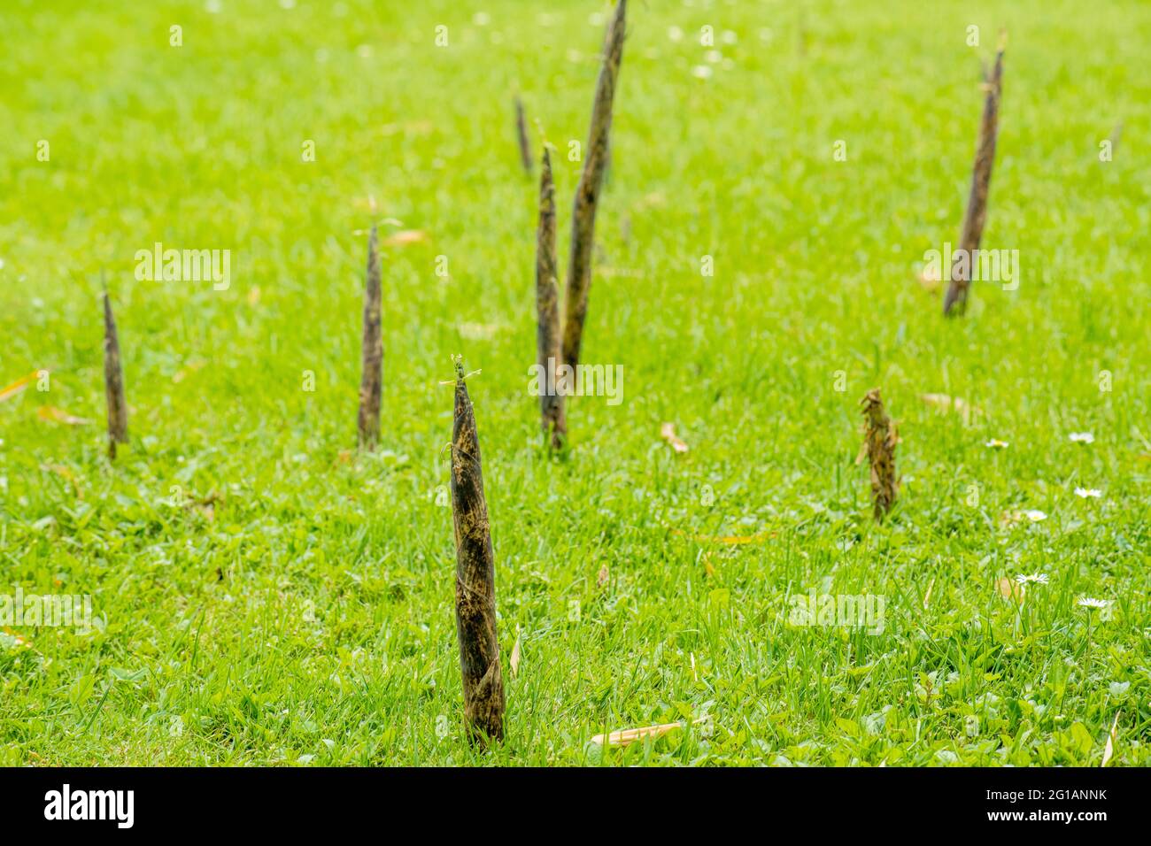 Bambus-Sprossen spitz, Speer-hnliche harte Triebe, Sprossen aus dem Rasen  in der Nhe der Bambus-Mutterpflanze, Garten, Problem Stockfotografie -  Alamy