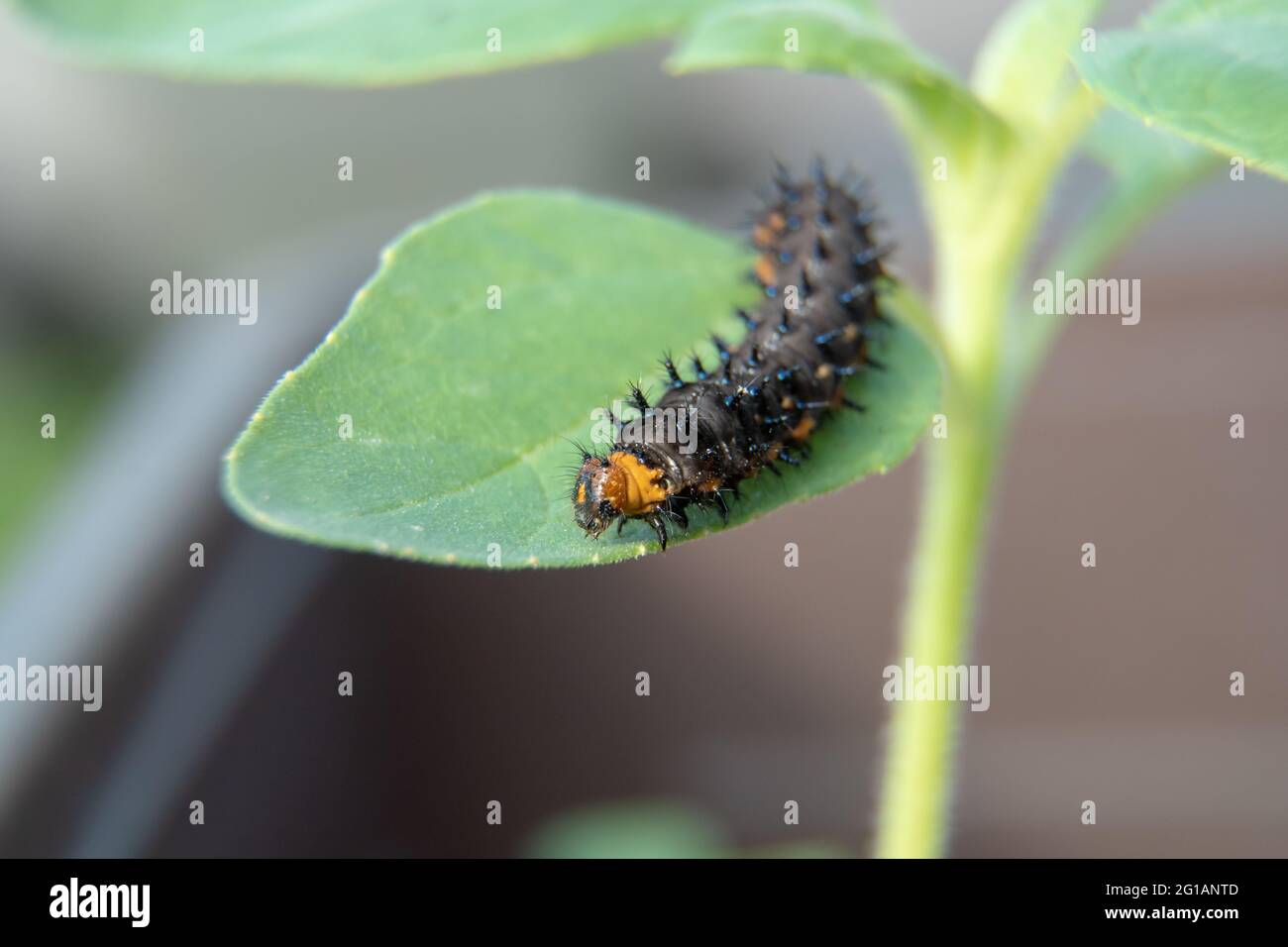 Caterpillar (Blauer Stiefmütterchen) auf grünem Blatt. Makrofotografie einer Schmetterlingslarve auf dem Blatt. Stockfoto