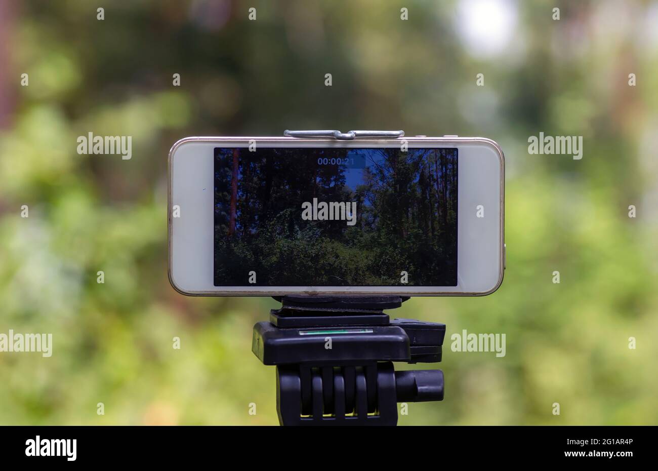 Ein Mobiltelefon, das auf einem Stativ montiert ist, um ein Bild des natürlichen Waldes mit ausgewähltem Fokus aufzunehmen. Stockfoto