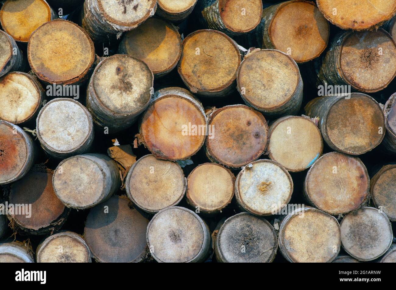 Stapel von Kokospalmen (Cocos nucifera), Holzstämmen. Vorderansicht. Natürlicher Hintergrund. Stockfoto