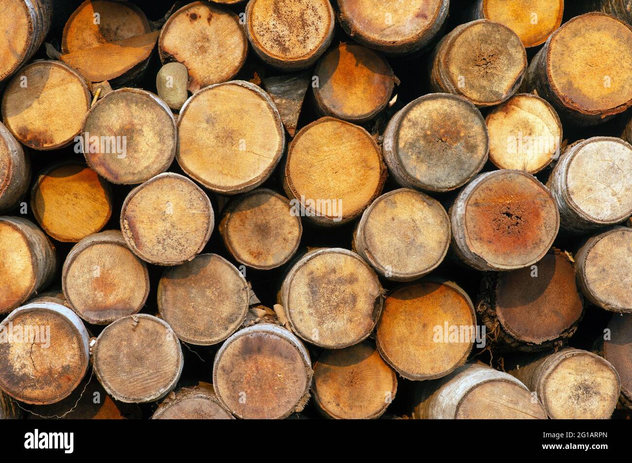 Stapel von Kokospalmen (Cocos nucifera), Holzstämmen. Vorderansicht. Natürlicher Hintergrund. Stockfoto