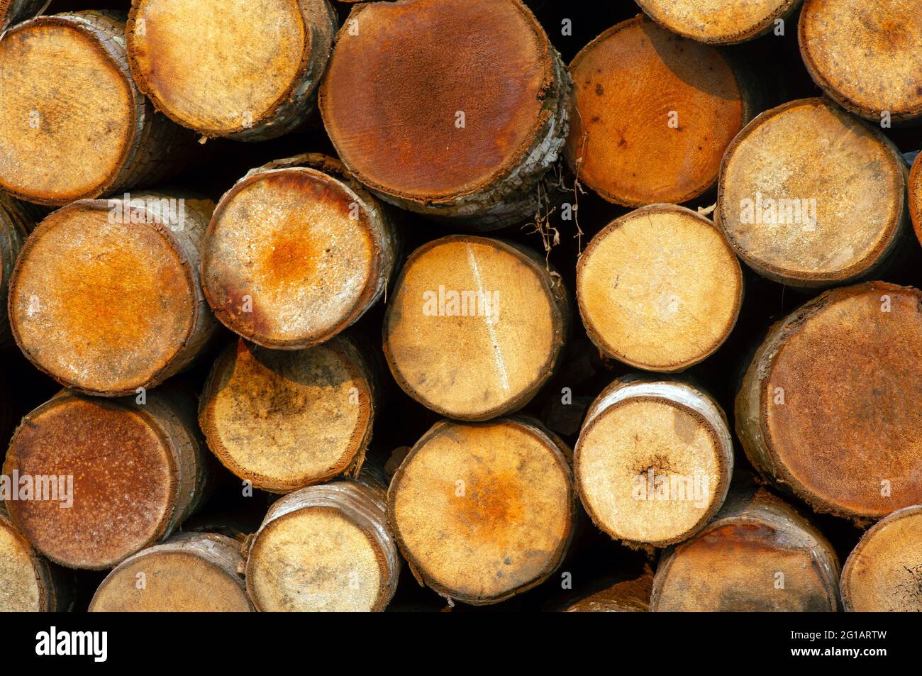 Stapel von Kokospalmen (Cocos nucifera), Holzstämmen. Vorderansicht. Natürlicher Hintergrund. Stockfoto