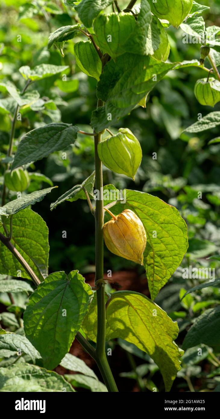 Nahaufnahme von zwei rohen Kap-Stachelbeere, Rasbhari, Physalis peruviana, peruanische Erdkirsche, Goldbeere, Früchte wachsen in landwirtschaftlichen Betrieben, Stockfoto